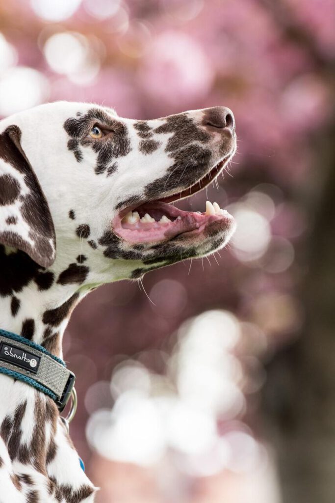 dalmatian, dog, pet-6240488.jpg