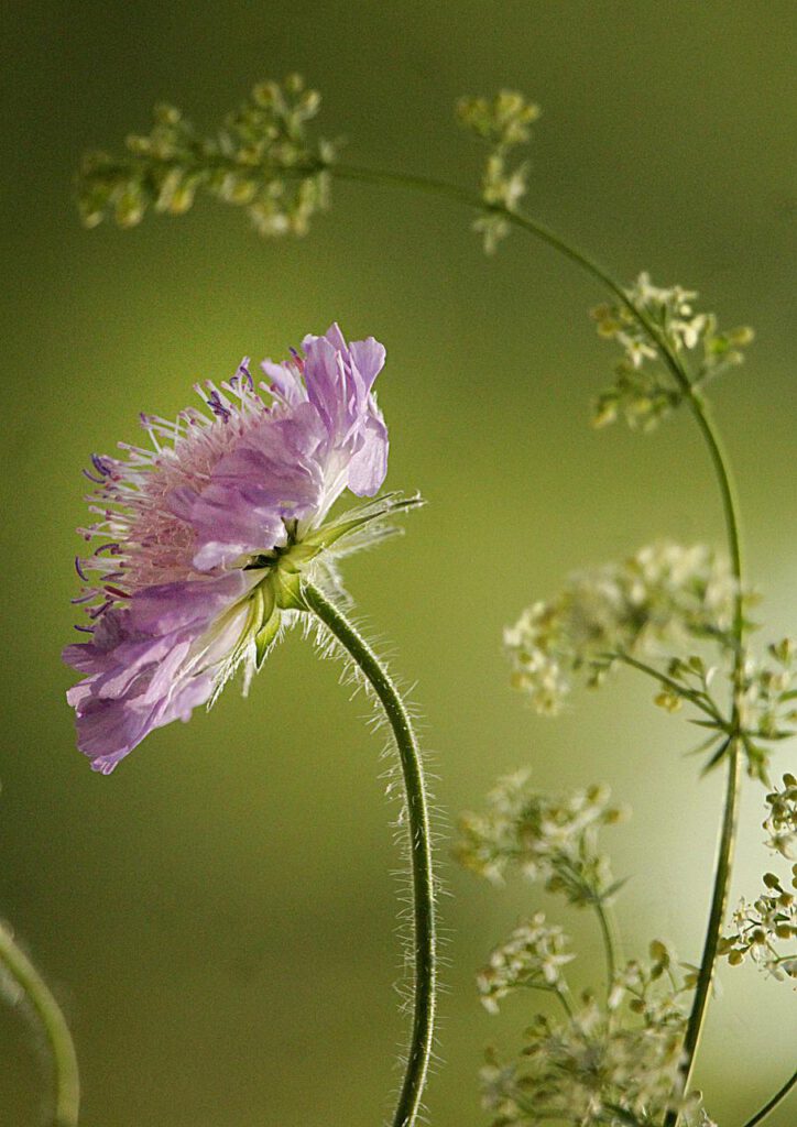 flower, herbs, meadow-5324314.jpg