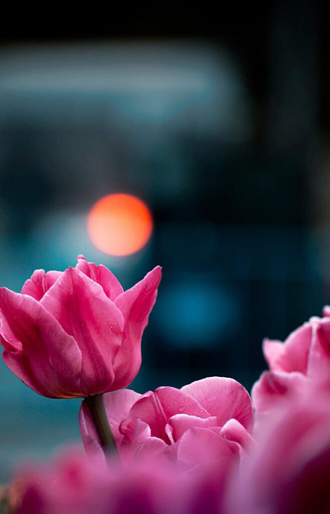 flower, tulips, spring-4165137.jpg