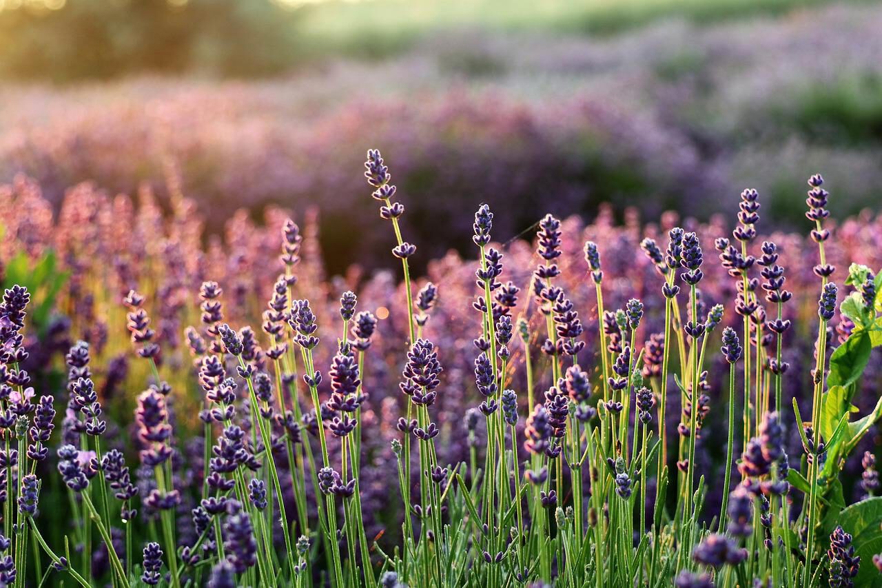 lavender, the smell of, flowers-6398425.jpg